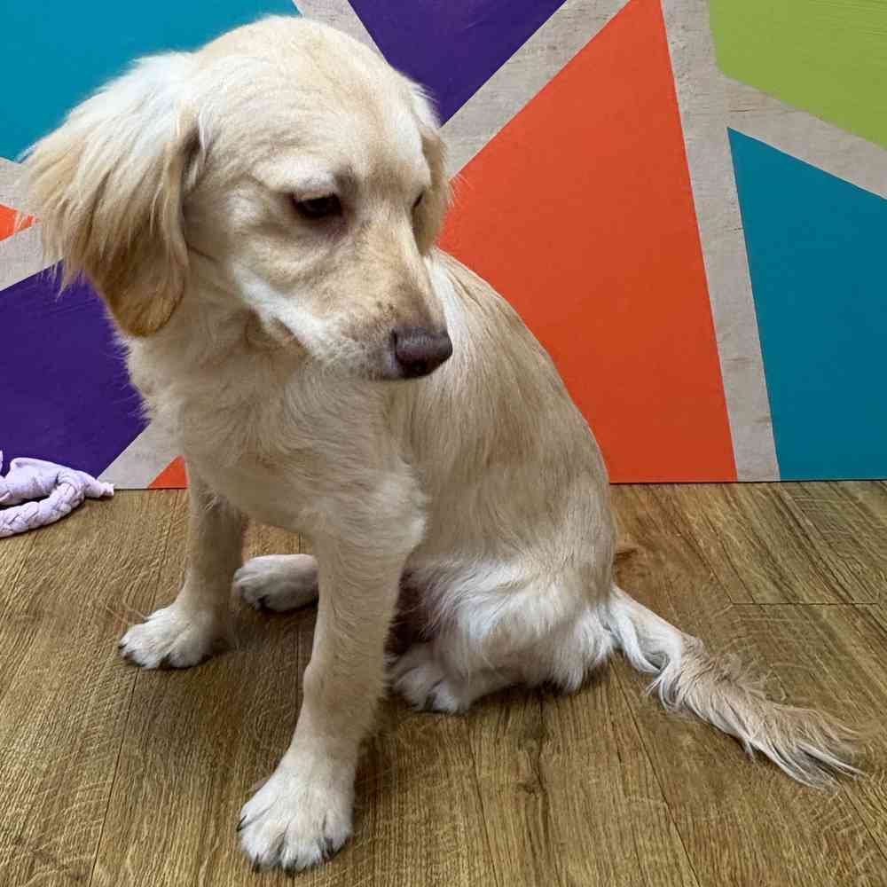 Male F1B Cockapoo puppy named Tommy for sale at Petland Wichita West.