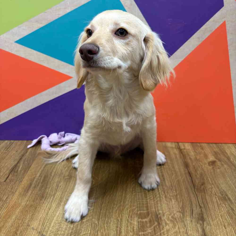 Male F1B Cockapoo puppy named Tommy for sale at Petland Wichita West.