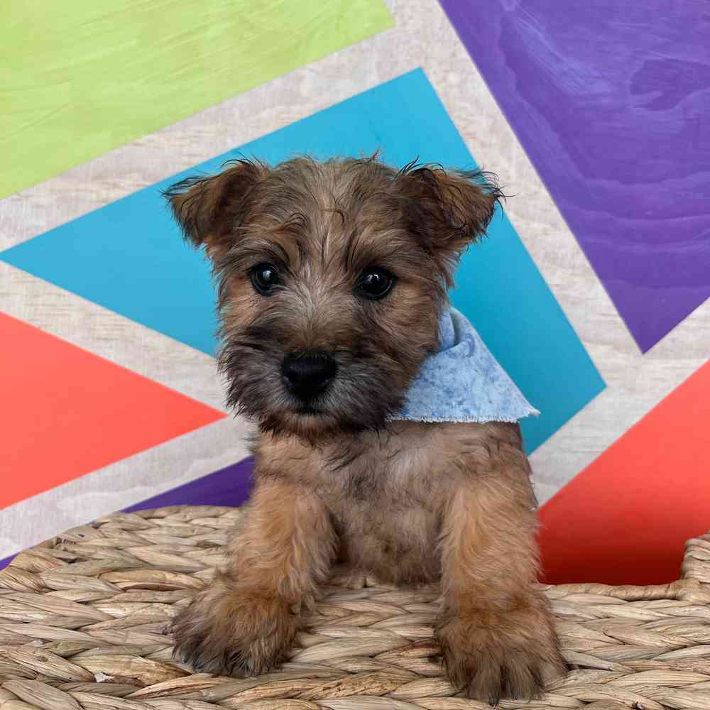Male Cairn Terrier puppy named Benji for sale at Petland Wichita West.