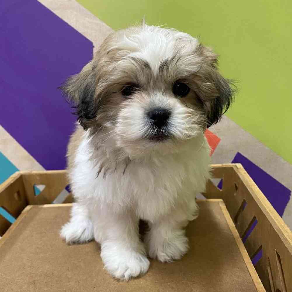 Female Teddy Bear puppy named Tyla for sale at Petland Joplin.