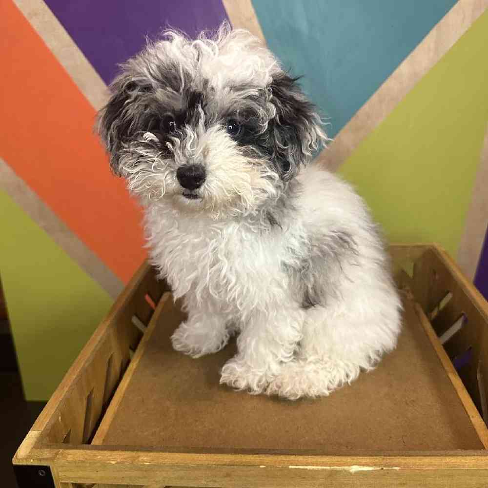 Female Mini Poodle puppy named Panda for sale at Petland Fayetteville.