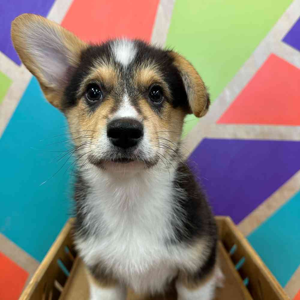 Male Pembroke Welsh Corgi puppy named Elvis for sale at Petland Wichita West.
