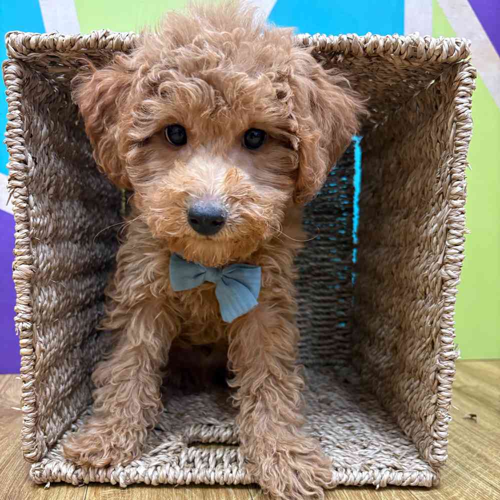 Male Bichonpoo puppy named Rusty for sale at Petland Wichita West.
