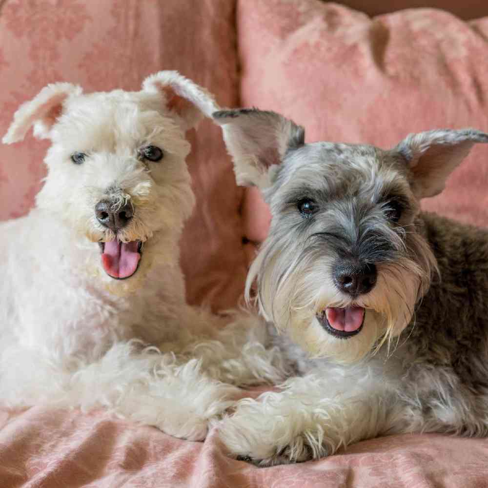 Mini Schnauzer Puppies for Sale image