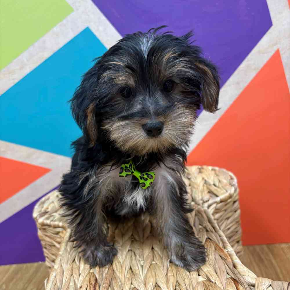 Male Yorkie puppy named Henry for sale at Petland Rogers.