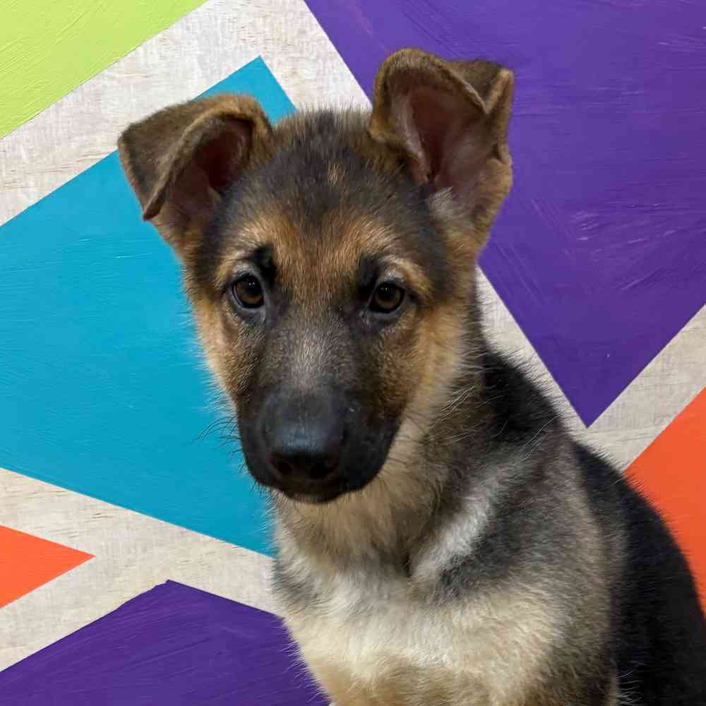Female German Shepherd puppy named Kayda for sale at Petland Wichita West.