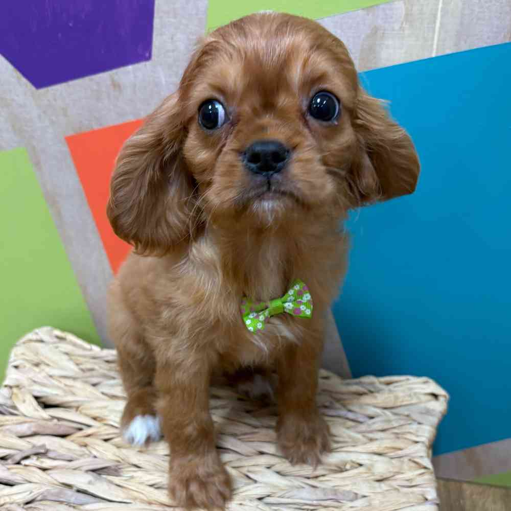 Male Cavalier King Charles Spaniel puppy named Reuben for sale at Petland Wichita West.