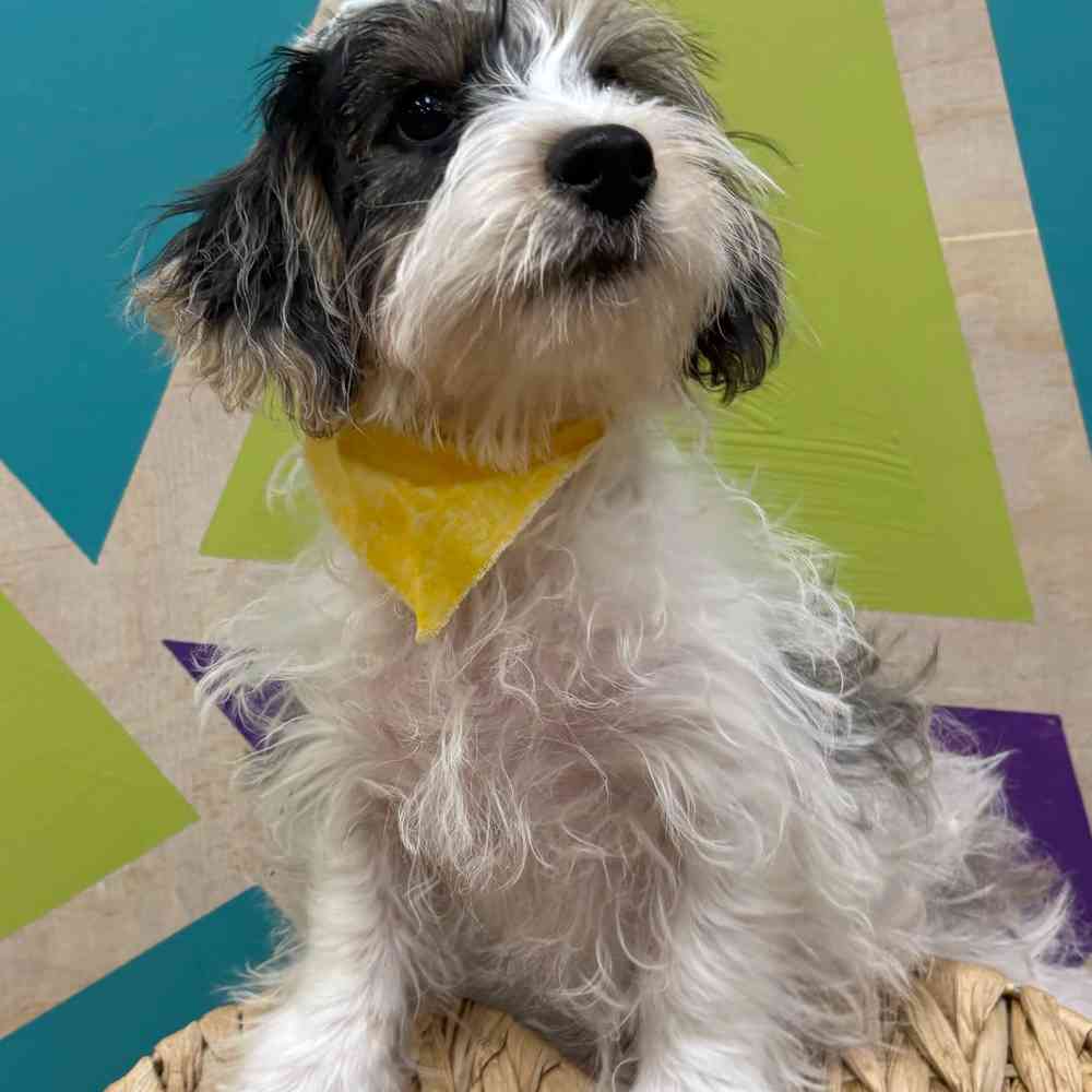 Male Yorkie-Poo puppy named Jax for sale at Petland Wichita West.