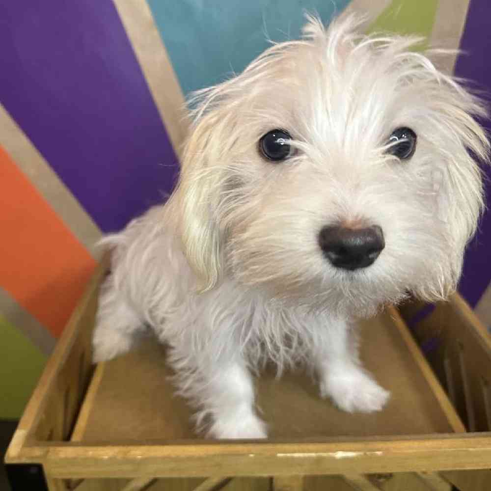 Male Morkie puppy named Winston for sale at Petland Fayetteville.