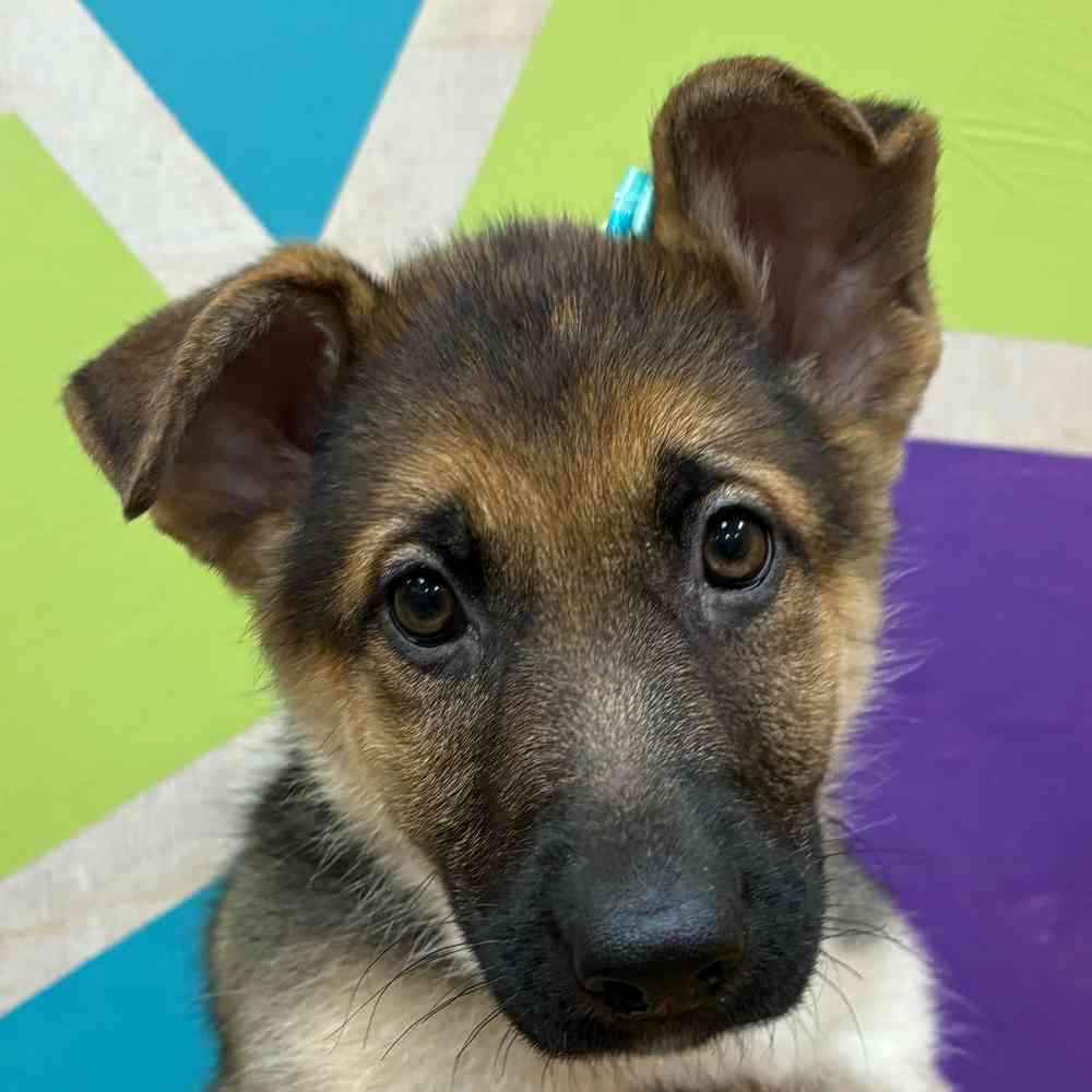 Female German Shepherd puppy named Kayda for sale at Petland Wichita West.