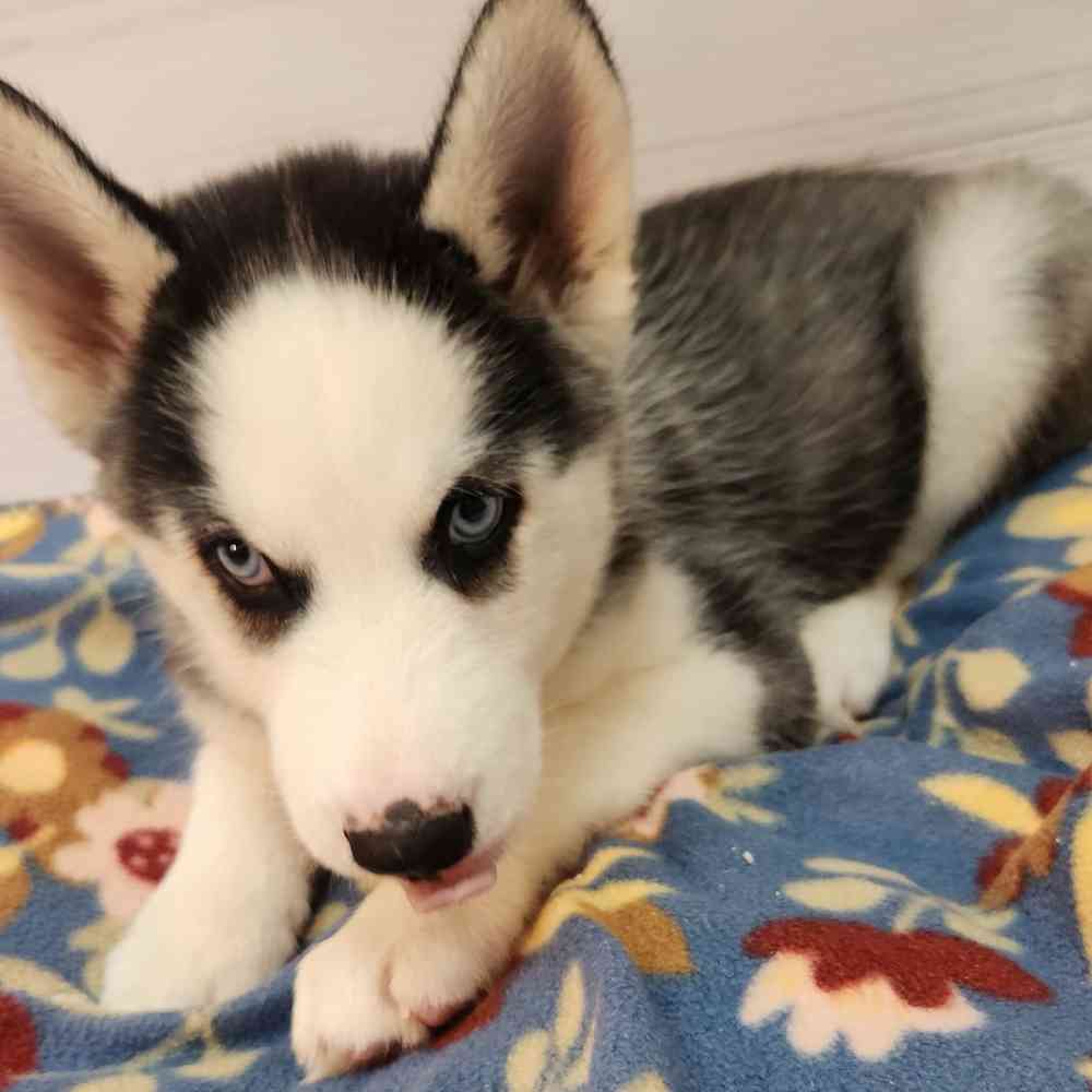 Male Siberian Husky puppy named Pickles for sale at Petland Wichita West.
