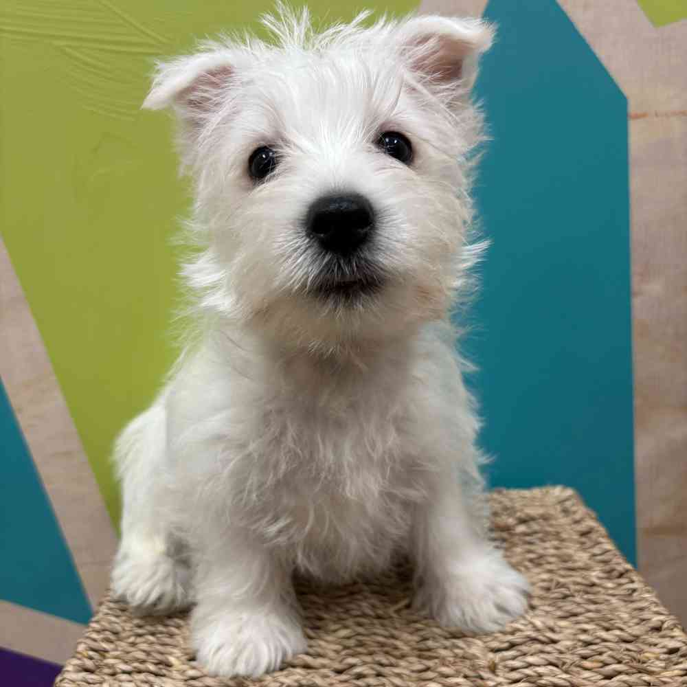 Male West Highland White Terrier puppy named Winston for sale at Petland Wichita West.