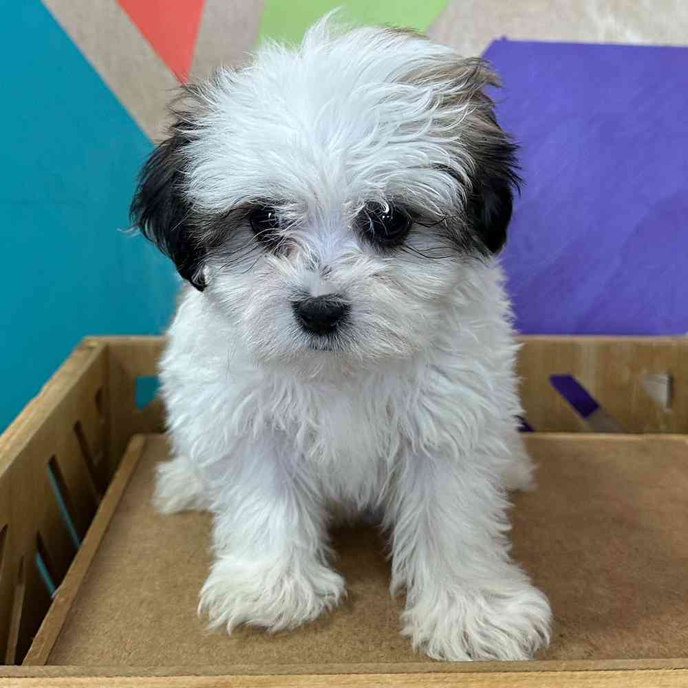 Female Teddy Bear puppy named Zoey for sale at Petland Fayetteville.