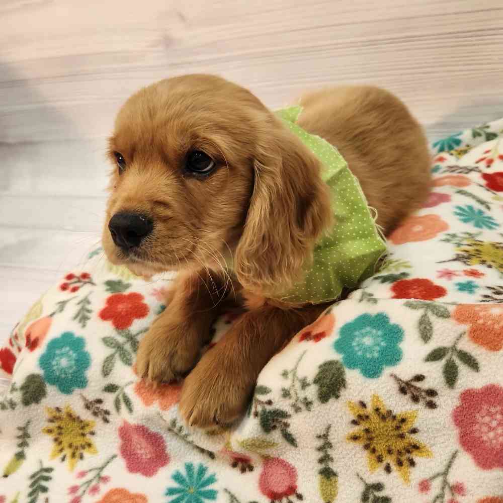Male Mini Golden Retriever puppy named Fred for sale at Petland Wichita West.