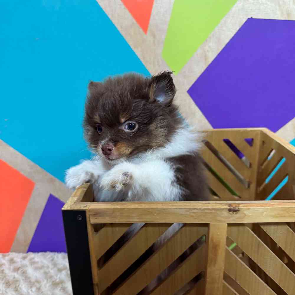 Male Pomeranian puppy named Pete for sale at Petland Rogers.
