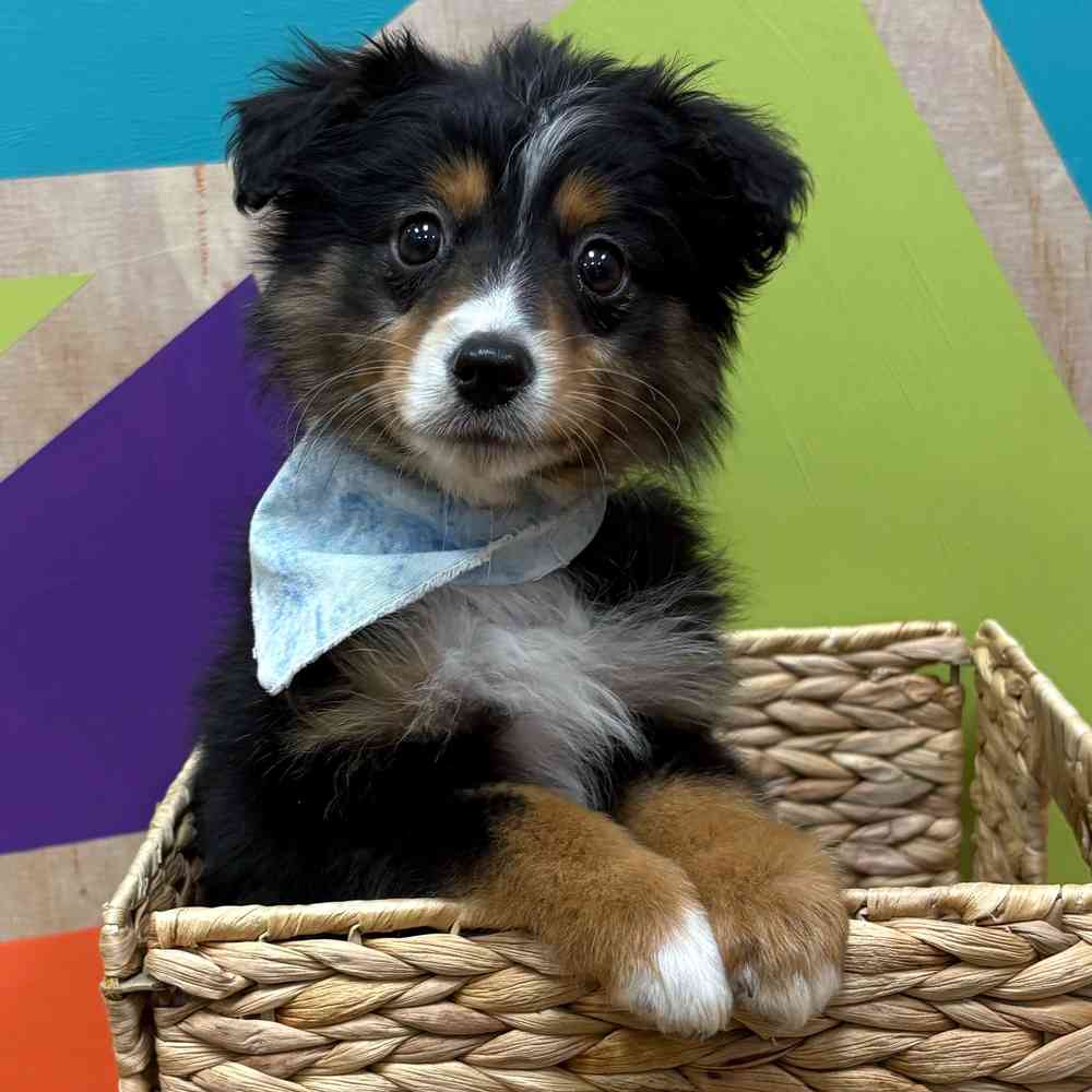 Male Mini Aussie puppy named Jack for sale at Petland Wichita West.