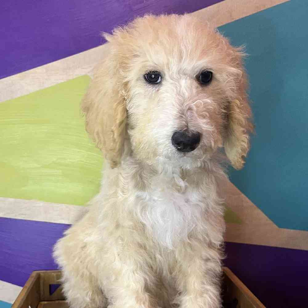 Female Standard Poodle puppy named Porche for sale at Petland Fayetteville.