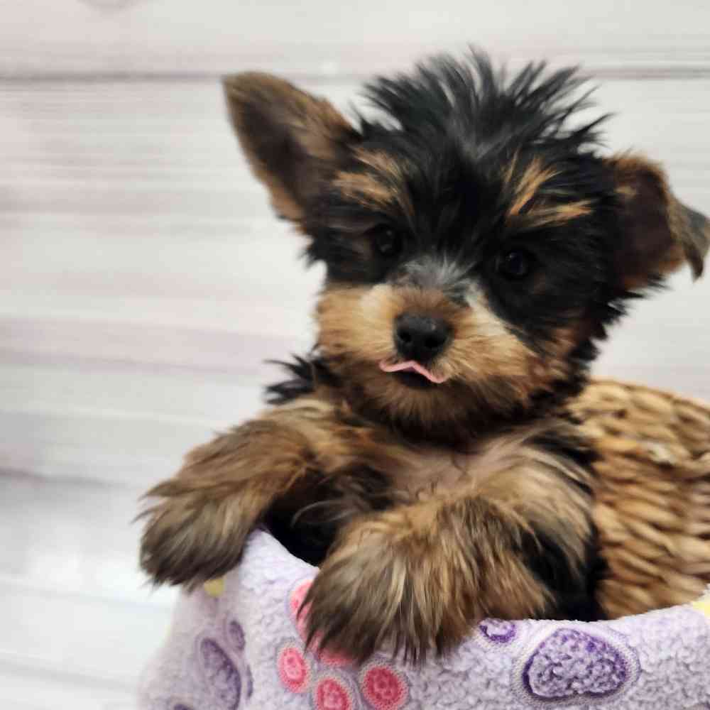 Female Yorkie puppy named Misha for sale at Petland Wichita West.