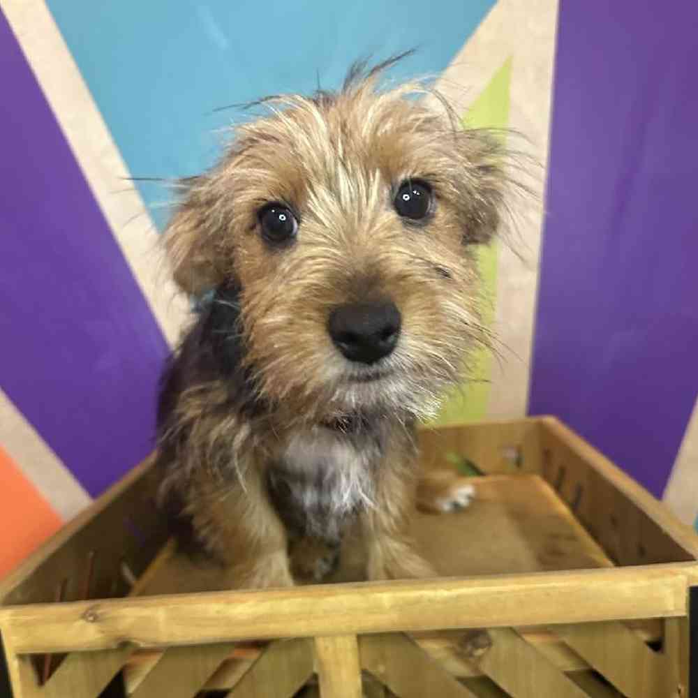 Male Yorkie puppy named Pickles for sale at Petland Fayetteville.