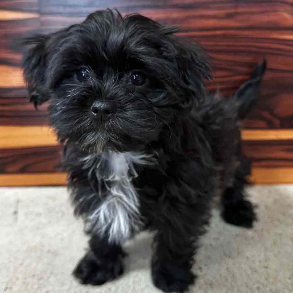 Female Morkie puppy named Frankie for sale at Petland Joplin.