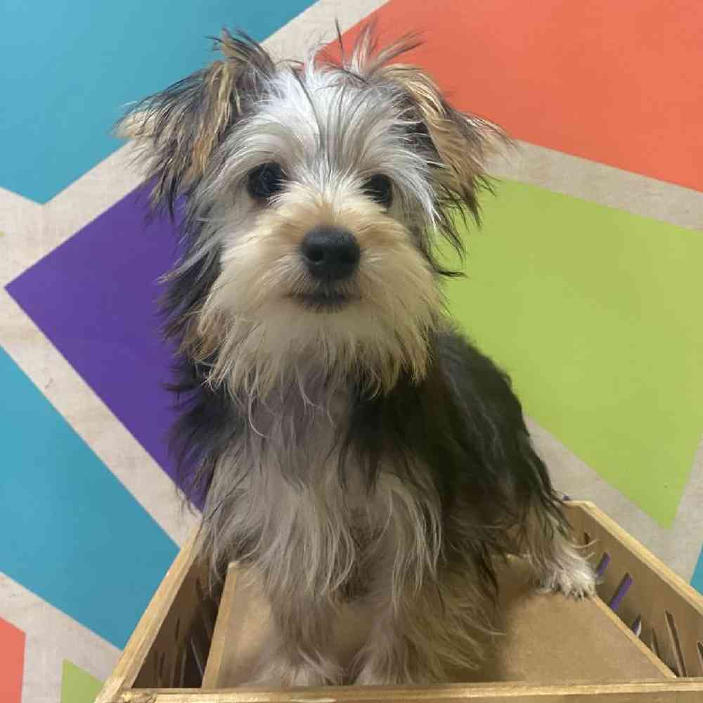 Male Yorkie puppy named Charlie for sale at Petland Joplin.