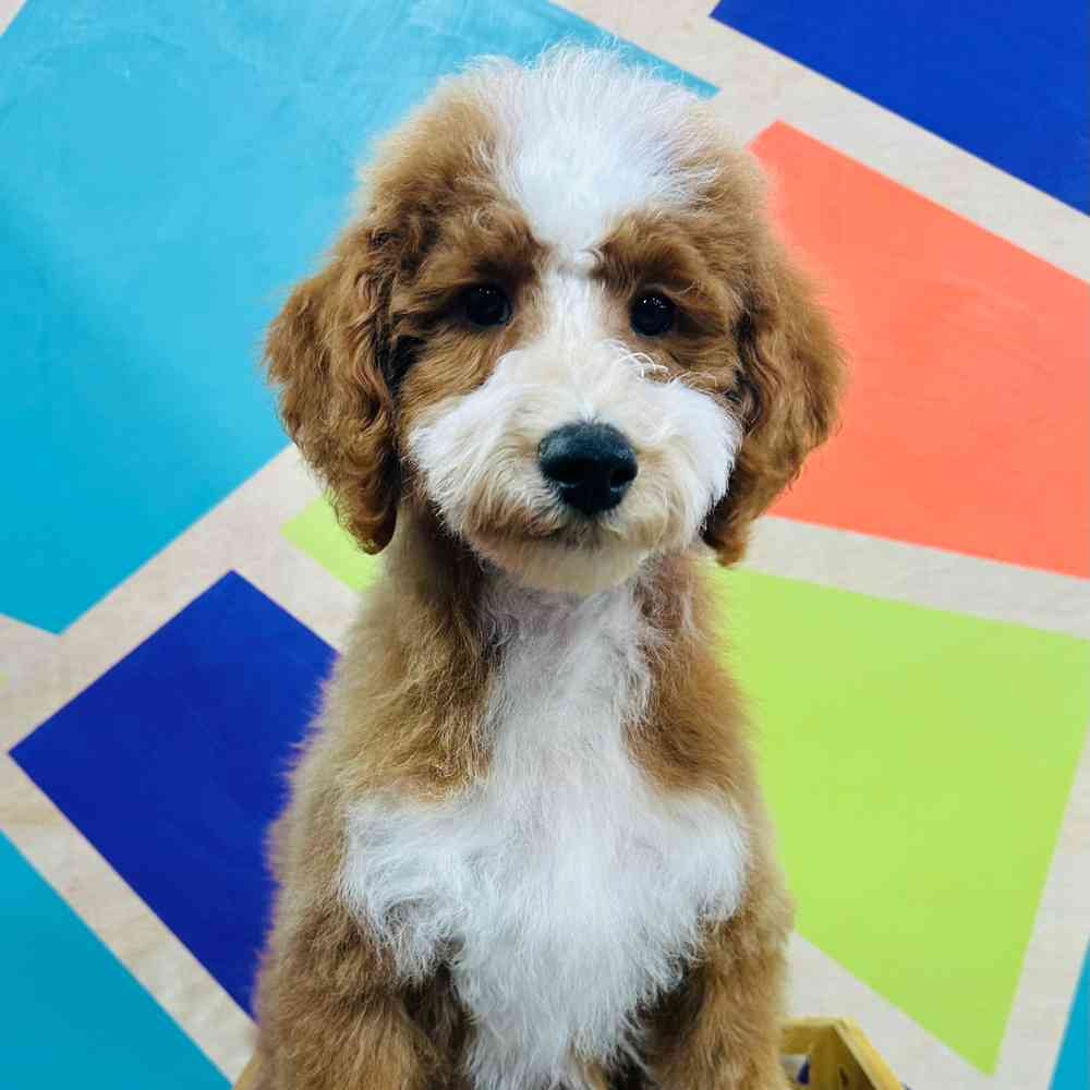 Male Mini Poodle puppy named Sinclair for sale at Petland Joplin.
