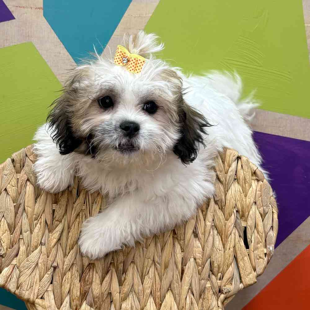 Female Teddy Bear puppy named Tasha for sale at Petland Joplin.