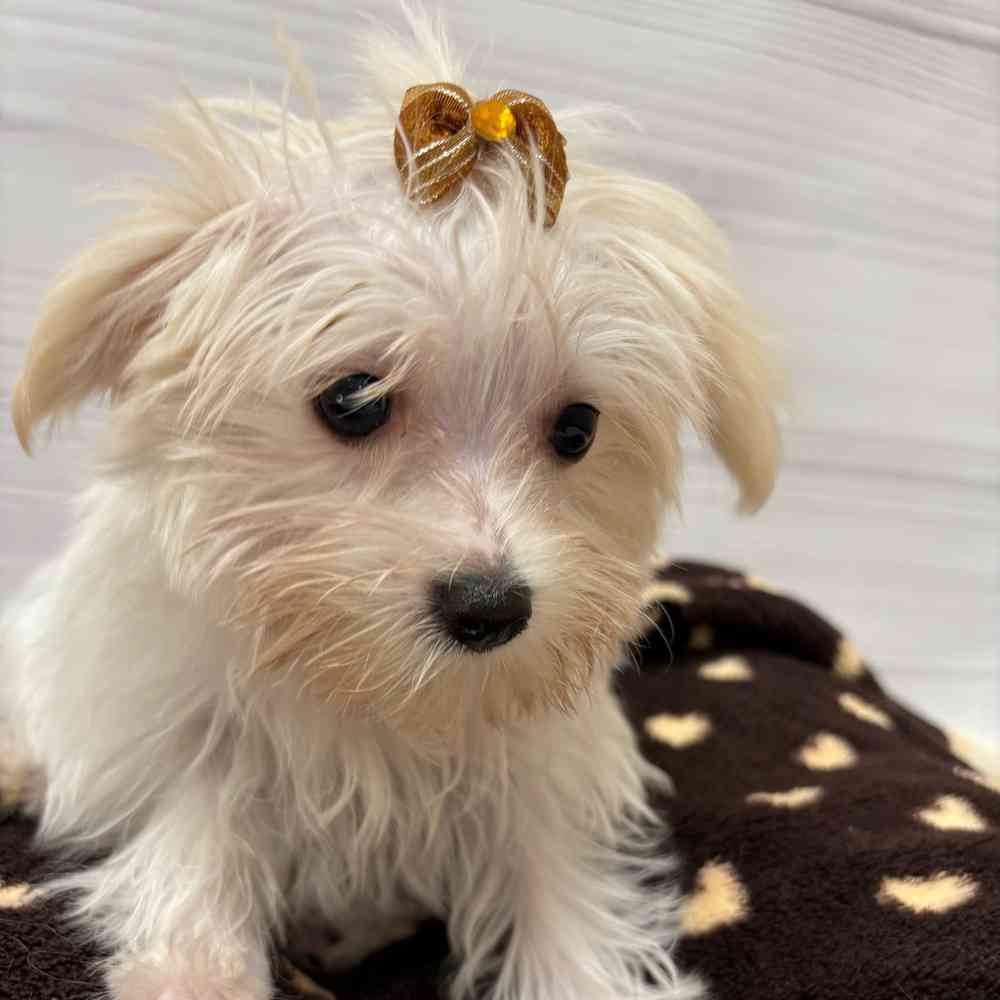 Female Morkie puppy named Elsa for sale at Petland Wichita West.