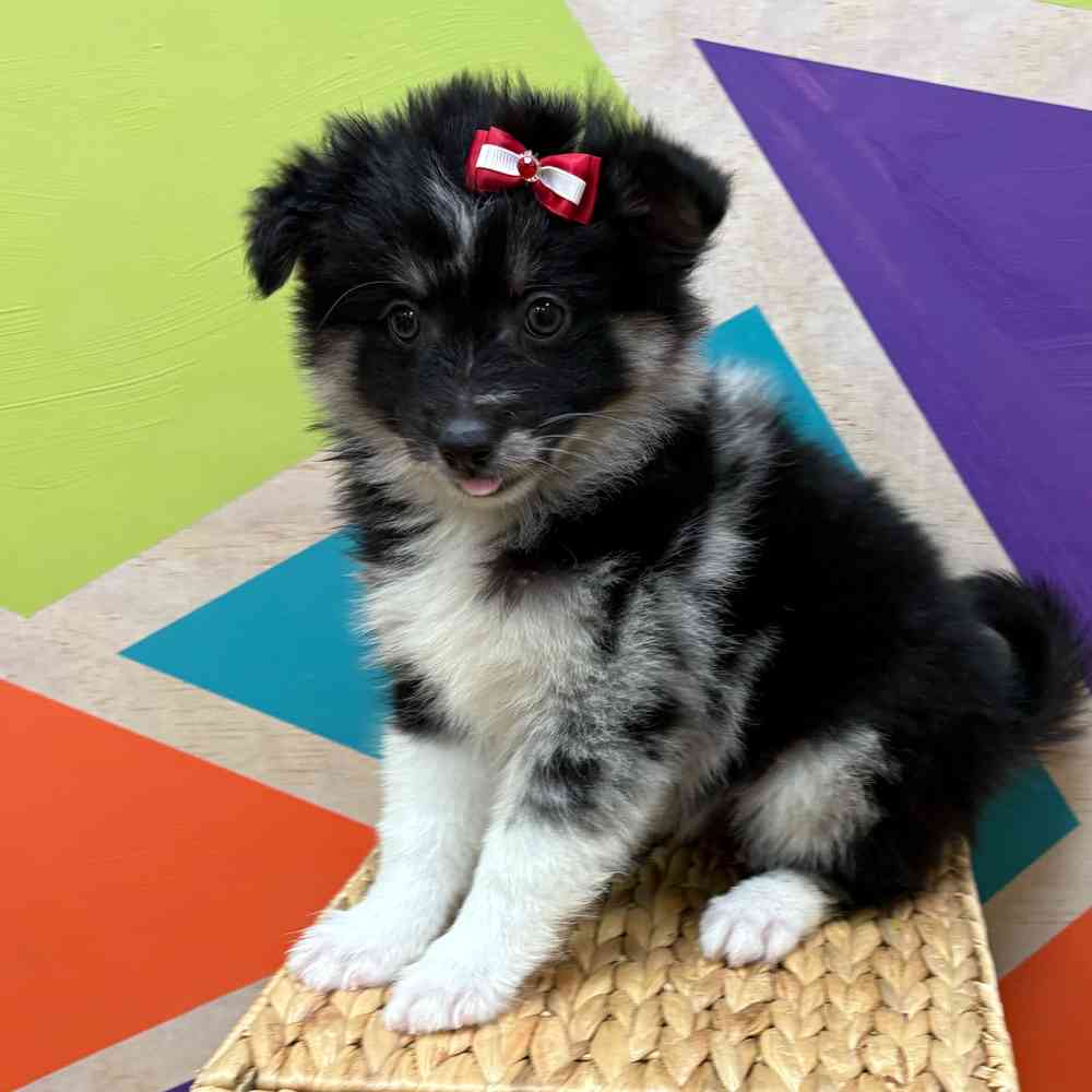 Female Pomsky puppy named Hilda for sale at Petland Wichita West.