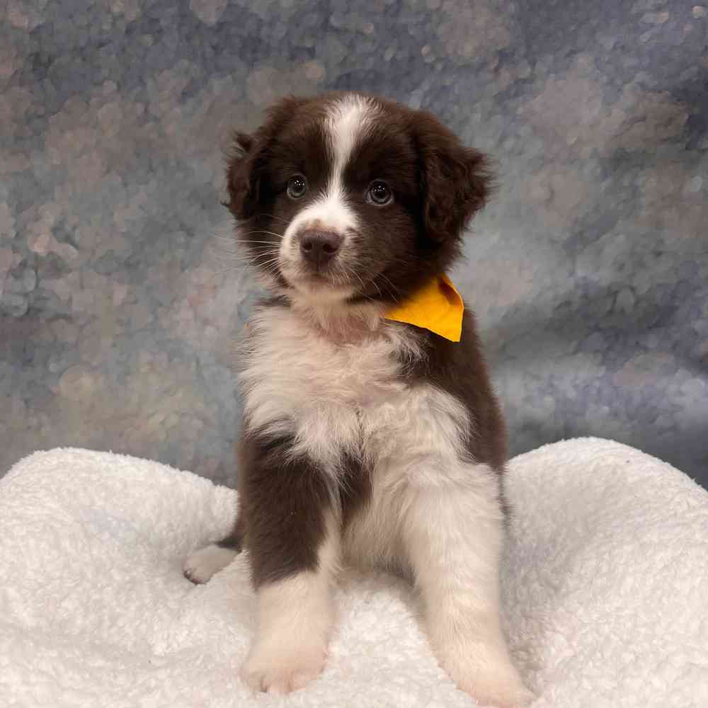 Male Mini Aussie puppy named Bean for sale at Petland Wichita West.