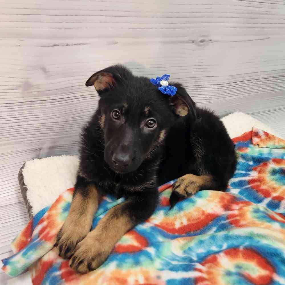 Female German Shepherd puppy named Genevive for sale at Petland Wichita West.