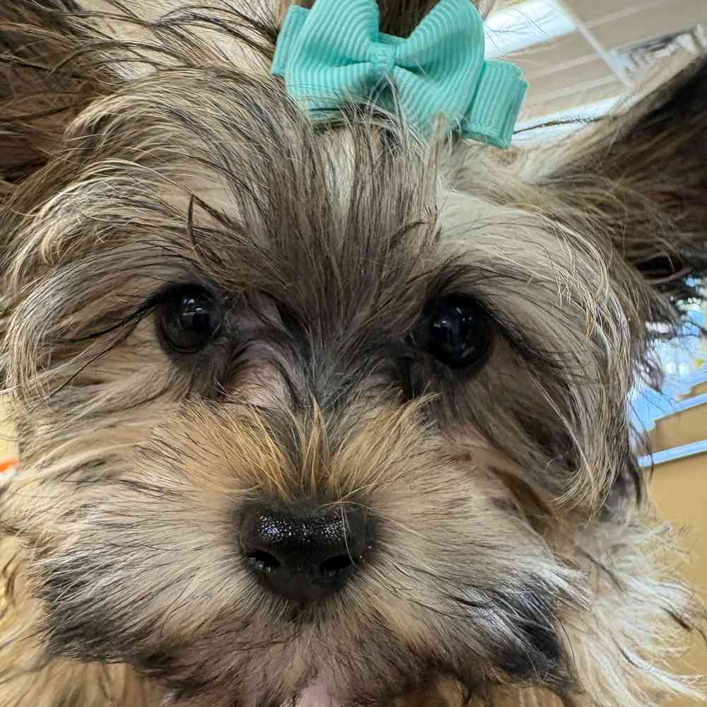 Male Yorkie puppy named Freddie for sale at Petland Wichita West.
