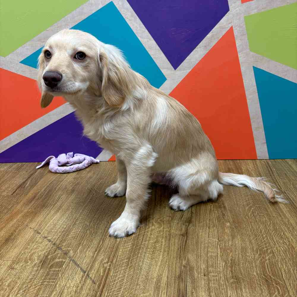 Male F1B Cockapoo puppy named Tommy for sale at Petland Wichita West.
