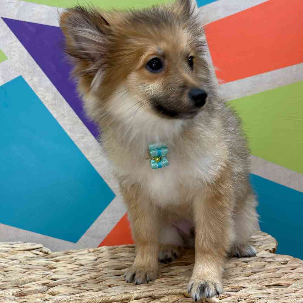 Male Pomeranian puppy named Bear Bear for sale at Petland Wichita West.