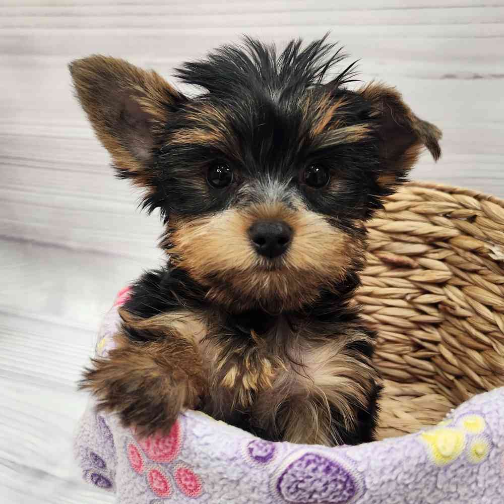 Female Yorkie puppy named Misha for sale at Petland Wichita West.