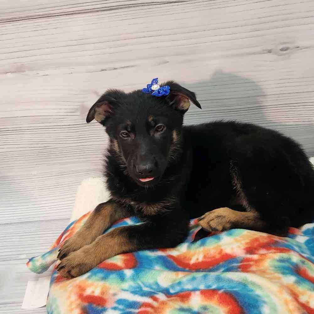 Female German Shepherd puppy named Genevive for sale at Petland Wichita West.