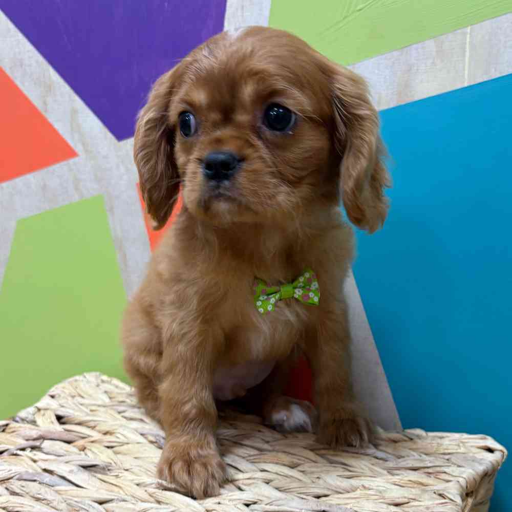 Male Cavalier King Charles Spaniel puppy named Reuben for sale at Petland Wichita West.