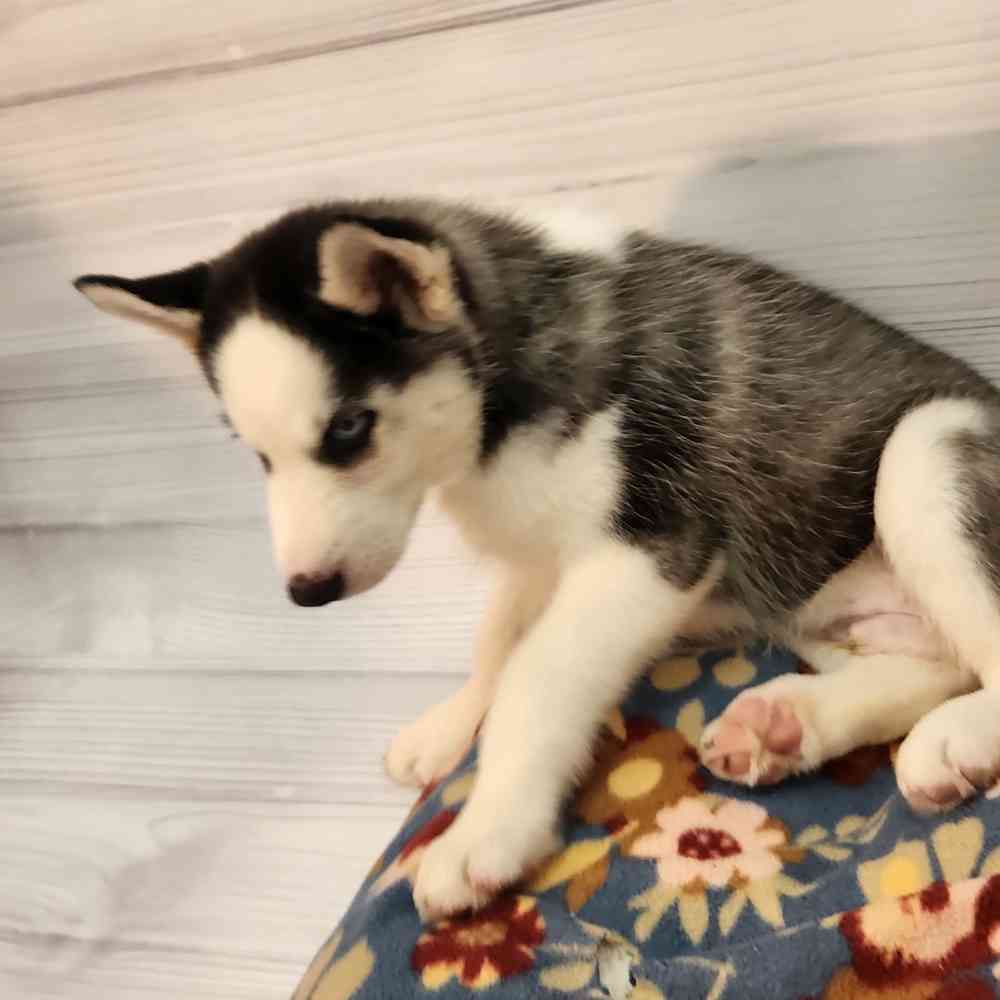 Male Siberian Husky puppy named Pickles for sale at Petland Wichita West.