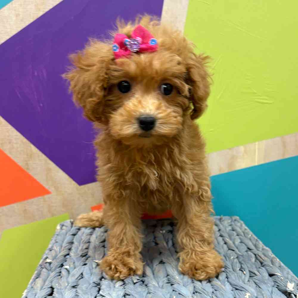 Female Bichonpoo puppy named Flora for sale at Petland Wichita West.