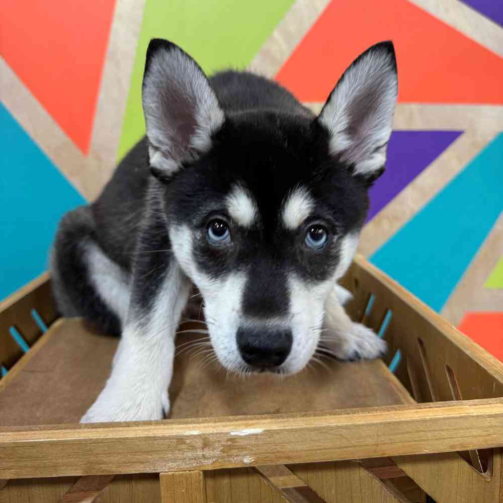 Male Alaskan Klee Kai puppy named Rambo for sale at Petland Joplin.