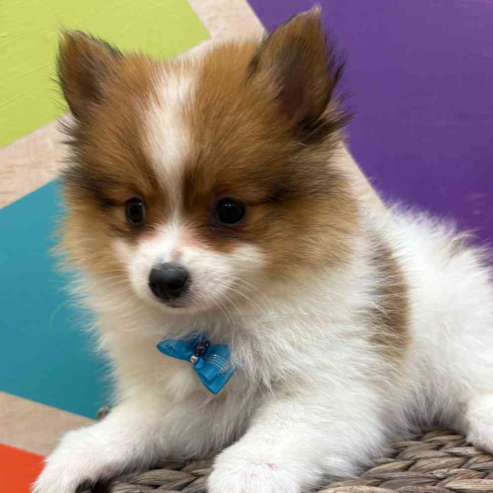 Male Pomeranian puppy named Tiny Tim for sale at Petland Wichita West.