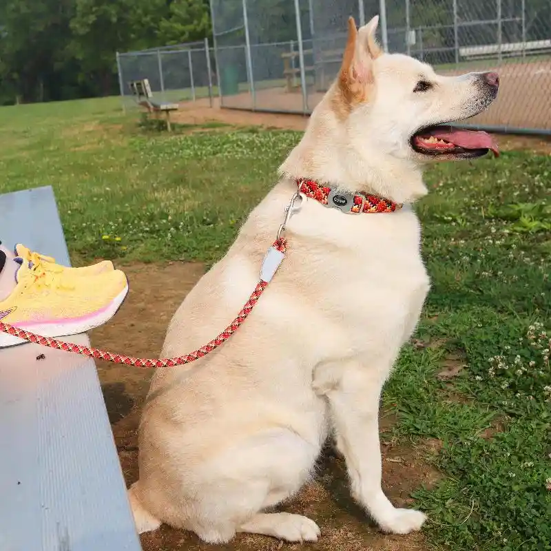 Pro Active Woven Reflective Rope Leash Burning Blue