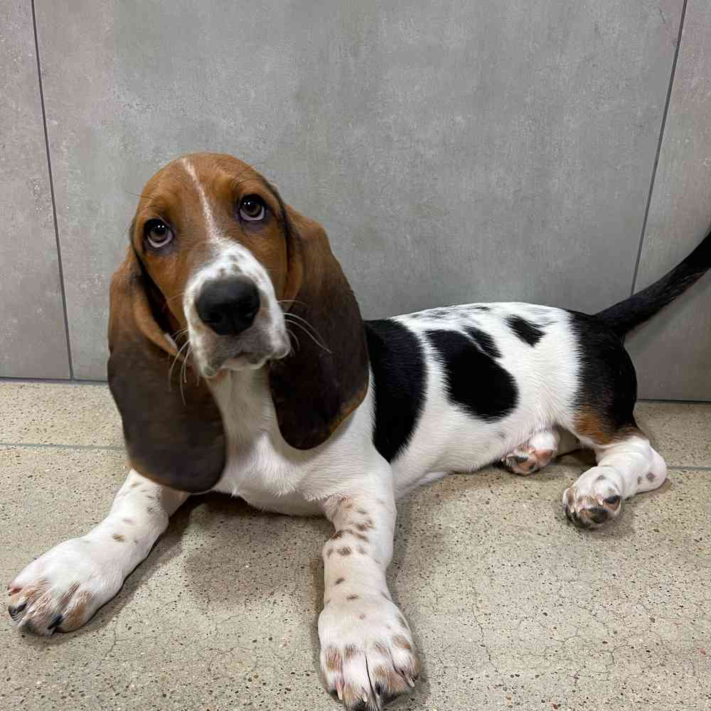 Male Basset Hound puppy named Dusty for sale at Petland Joplin.