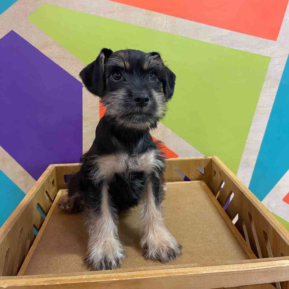 Male Mini Schnauzer puppy named Robert for sale at Petland Joplin.