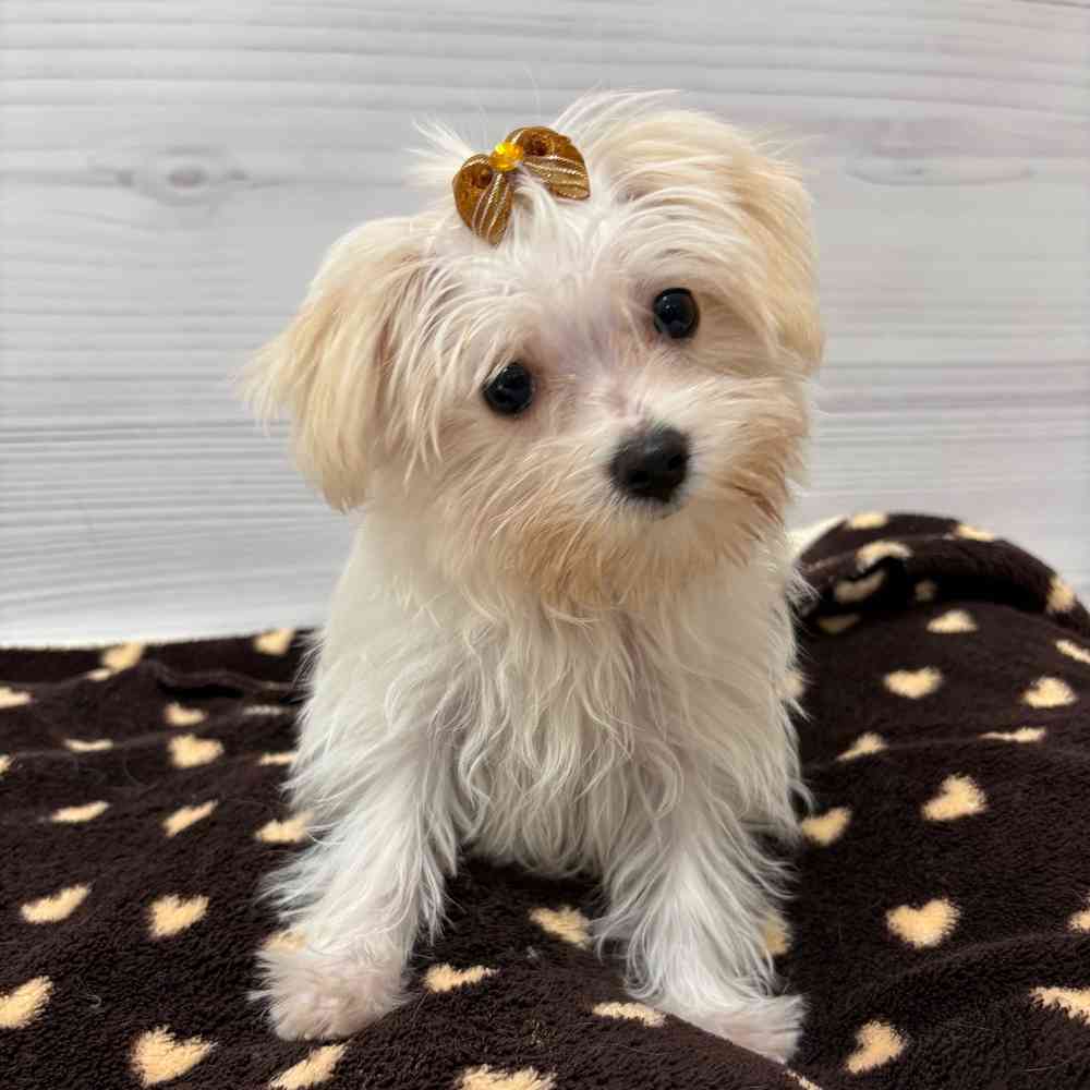 Female Morkie puppy named Elsa for sale at Petland Wichita West.