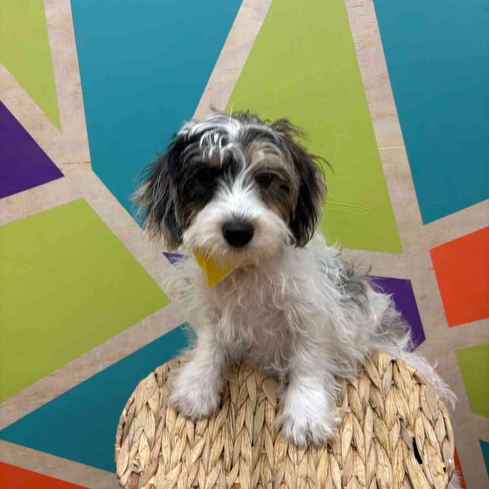 Male Yorkie-Poo puppy named Jax for sale at Petland Wichita West.