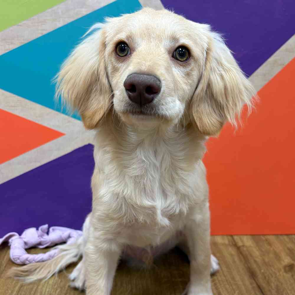 Male F1B Cockapoo puppy named Tommy for sale at Petland Wichita West.