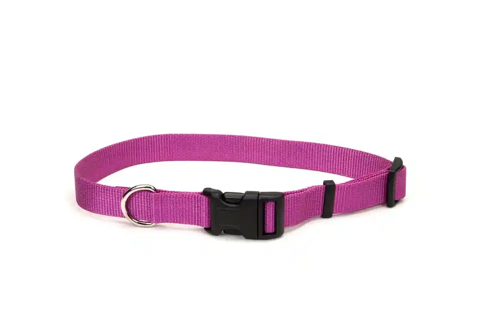 Adjustable Dog Collar With Plastic Buckle, Orchid, 1" X 18" - 26"