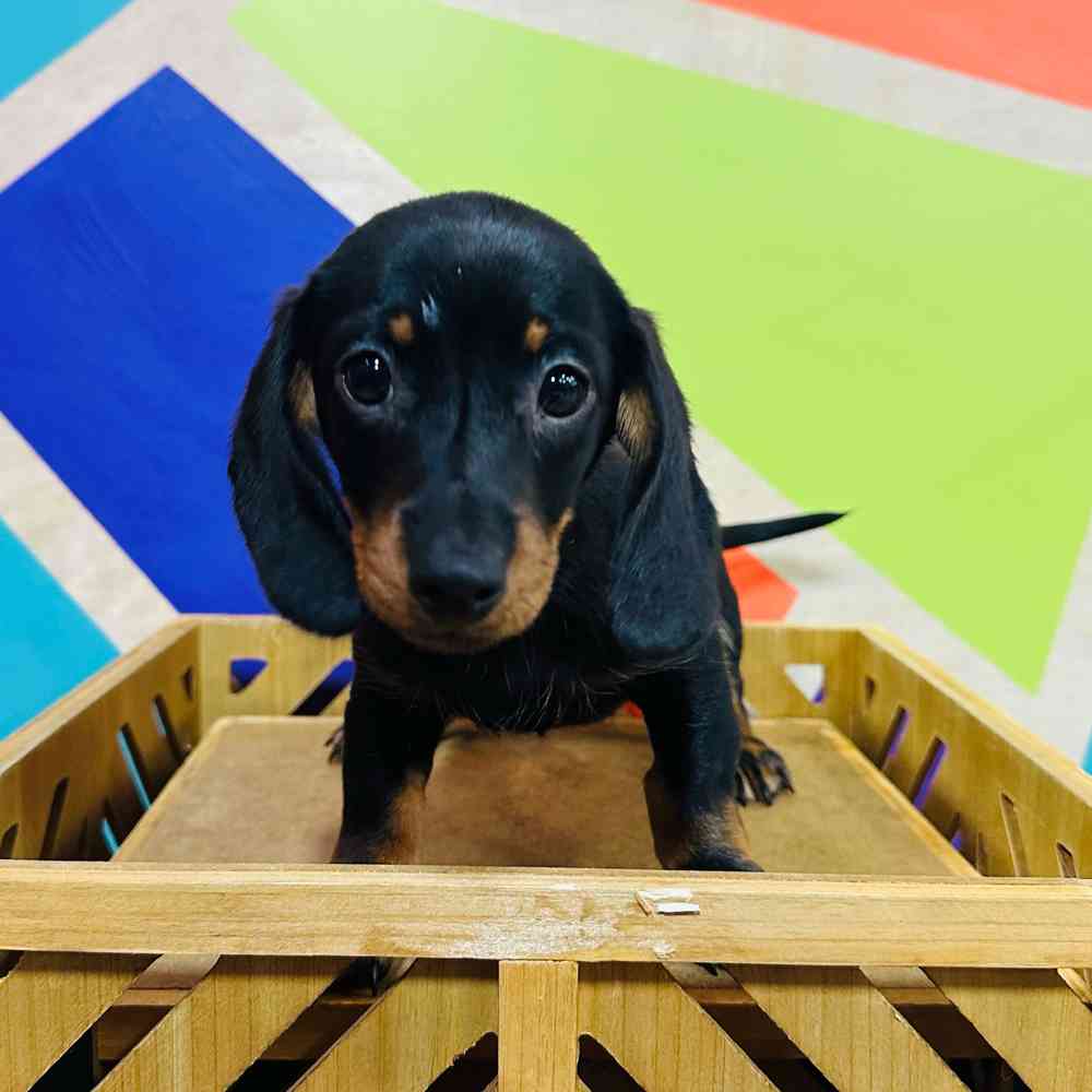Male Mini Dachshund puppy named Boone for sale at Petland Joplin.