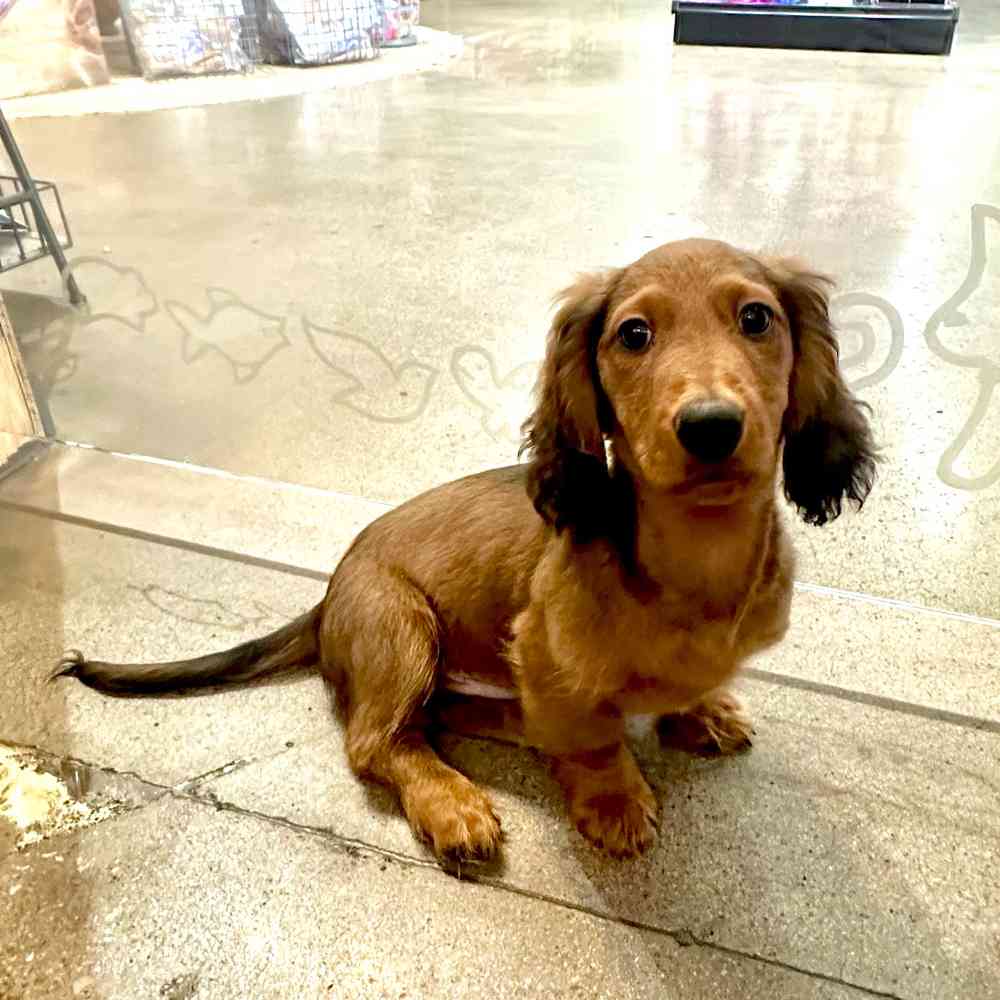 Male Mini Dachshund puppy named Alvin for sale at Petland Rogers.